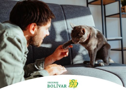 Beneficios de un gato para la salud