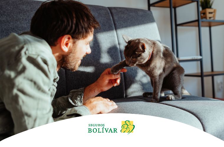 Beneficios de un gato para la salud